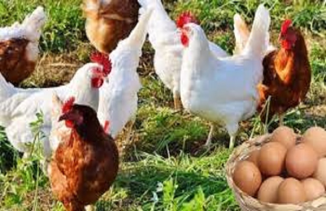 أسعار-الدواجن-اليوم-الثلاثاء-3-–