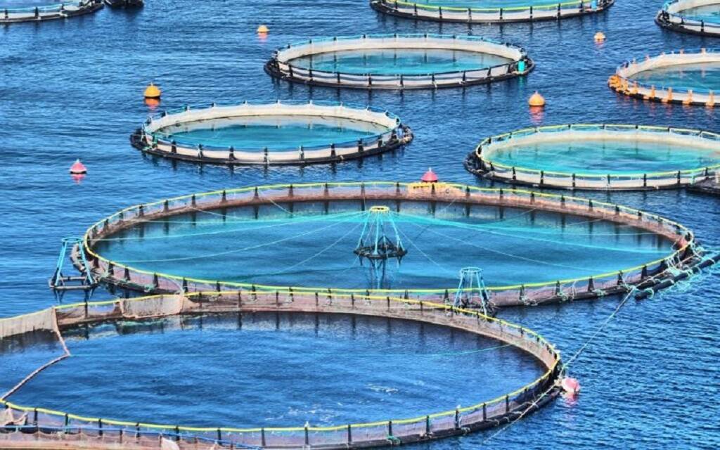 جهاز-تنمية-الثروة-السمكية-يوضح-حقيقة-زيادات-أسعار-الأسماك-بمصر