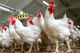 أسعار الدواجن اليوم الأحد 8 فبراير 2026